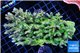 Acropora premium deep water 14-17 cm WYSIWYG acclimaté