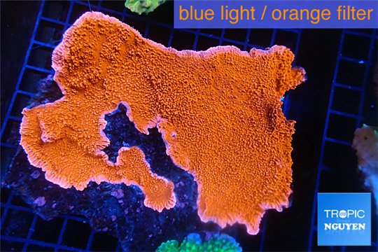 Montipora red cap 12-15 cm WYSIWYG acclimaté