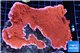 Montipora red cap 12-15 cm WYSIWYG acclimaté