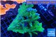 Montipora green & purple polyps 12-15 cm WYSIWYG acclimaté