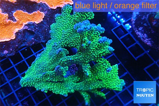 Montipora green & purple polyps 12-15 cm WYSIWYG acclimaté