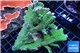 Montipora green & purple polyps 12-15 cm WYSIWYG acclimaté
