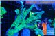 Acropora green ice 12-16 cm WYSIWYG acclimaté