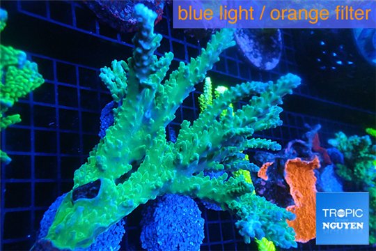 Acropora green ice 12-16 cm WYSIWYG acclimaté