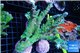 Acropora green ice 12-16 cm WYSIWYG acclimaté