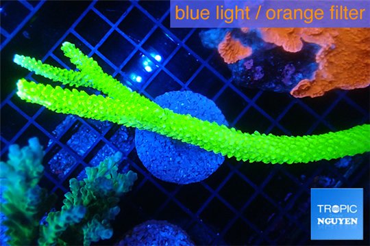 Acropora full neon green 10-15 cm WYSIWYG acclimaté