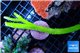 Acropora full neon green 10-15 cm WYSIWYG acclimaté
