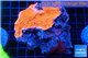 Montipora red cap 7-9 cm WYSIWYG acclimaté