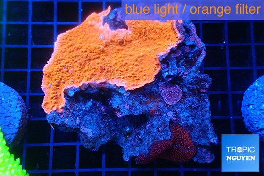 Montipora red cap 7-9 cm WYSIWYG acclimaté