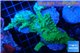 Acropora green ice 7-10 cm WYSIWYG acclimaté