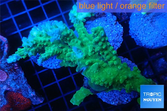 Acropora green ice 7-10 cm WYSIWYG acclimaté