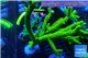 Acropora full neon green 16-25 cm WYSIWYG acclimaté