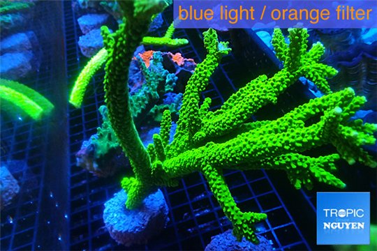 Acropora full neon green 16-25 cm WYSIWYG acclimaté