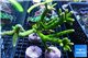 Acropora full neon green 16-25 cm WYSIWYG acclimaté