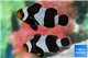 Amphiprion darwini gladiator & Amphiprion Darwini breeding 5-7 cm pair WYSIWYG acclimaté