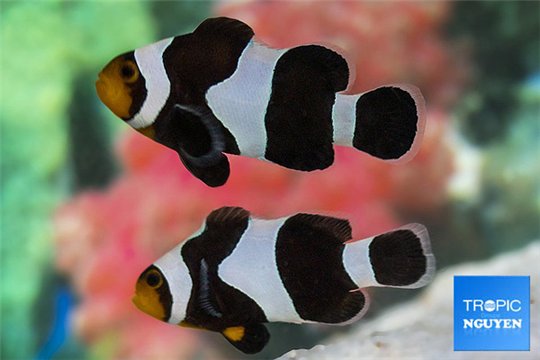 Amphiprion darwini gladiator & Amphiprion Darwini breeding 5-7 cm pair WYSIWYG acclimaté