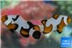 Amphiprion percula Snow flake premium breeding 4-6 cm pair WYSIWYG acclimaté