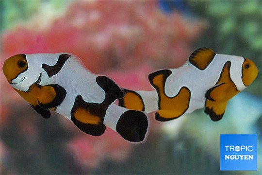 Amphiprion percula Snow flake premium breeding 4-6 cm pair WYSIWYG acclimaté