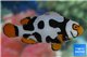 Amphiprion percula nebula black premium breeding 5-7 cm WYSIWYG acclimaté