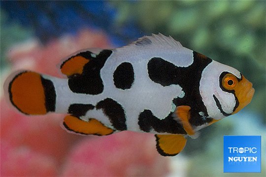 Amphiprion percula nebula black premium breeding 5-7 cm WYSIWYG acclimaté