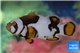 Amphiprion percula picasso black premium breeding 5-7 cm WYSIWYG acclimaté