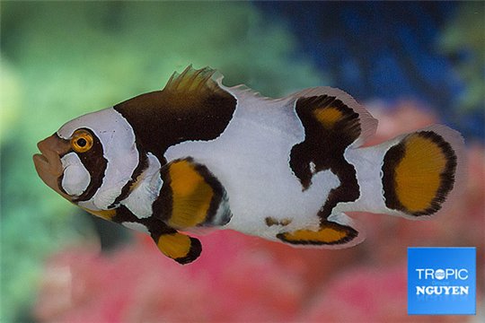 Amphiprion percula picasso black premium breeding 5-7 cm WYSIWYG acclimaté
