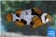 Amphiprion percula picasso black premium breeding 5-7 cm WYSIWYG acclimaté