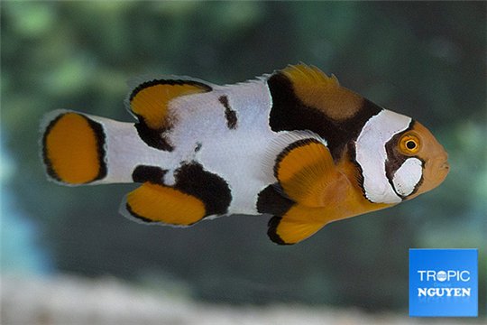 Amphiprion percula picasso black premium breeding 5-7 cm WYSIWYG acclimaté