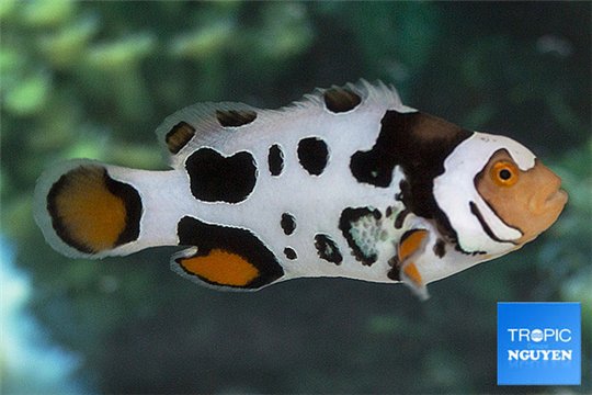 Amphiprion percula nebula black premium breeding 5-7 cm WYSIWYG acclimaté