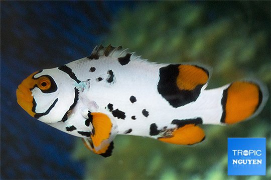 Amphiprion percula nebula black premium breeding 5-7 cm WYSIWYG acclimaté