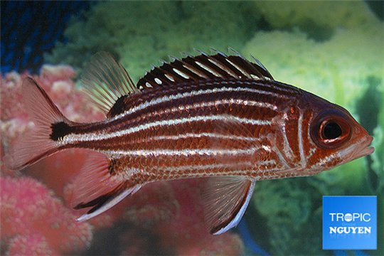 Sargocentron rubrum 7-11 cm WYSIWYG acclimaté