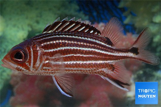 Sargocentron rubrum 7-11 cm WYSIWYG acclimaté