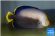 Chaetodontoplus melanosoma 18-20 cm WYSIWYG acclimaté