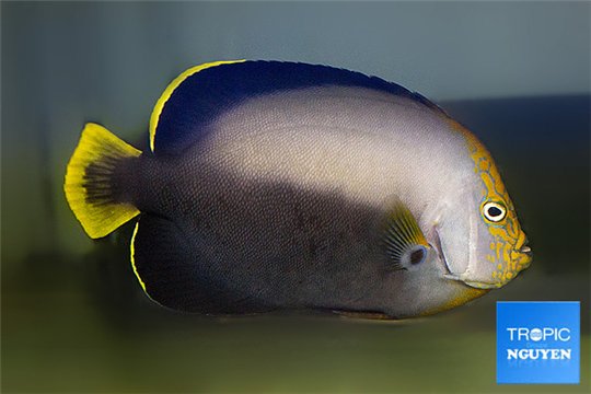 Chaetodontoplus melanosoma 18-20 cm WYSIWYG acclimaté