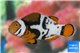 Amphiprion percula black premium breeding 5-7 cm WYSIWYG acclimaté