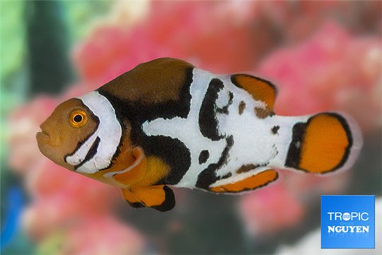 Amphiprion percula black premium breeding 5-7 cm WYSIWYG acclimaté