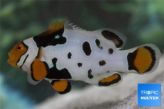 Amphiprion percula nebula black premium breeding 5-7 cm WYSIWYG acclimaté