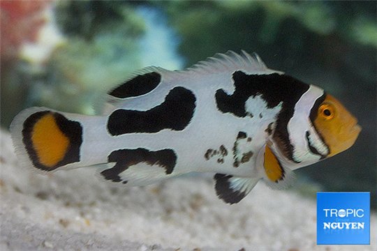 Amphiprion percula nebula black premium breeding 5-7 cm WYSIWYG acclimaté