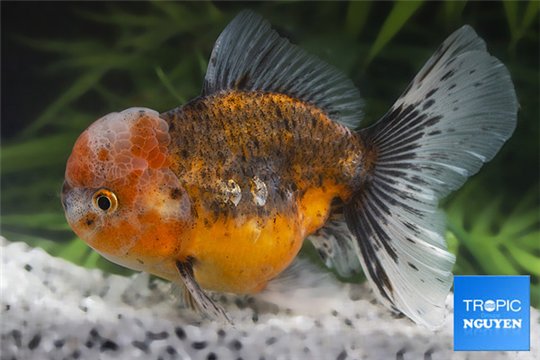 Tête de lion calico premium 12-14 cm WYSIWYG acclimaté