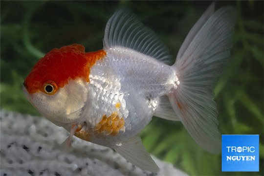 Tête de lion red cap premium 12-14 cm WYSIWYG acclimaté