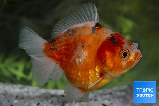 Ryukin calico 12-14 cm WYSIWYG acclimaté