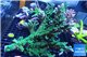 Acropora green ice mother colony 15-20 cm WYSIWYG acclimaté