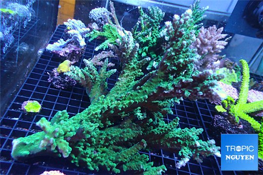 Acropora green ice mother colony 15-20 cm WYSIWYG acclimaté