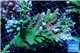 Acropora green ice mother colony 12-16 cm WYSIWYG acclimaté