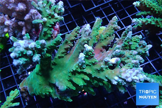 Acropora green ice mother colony 12-16 cm WYSIWYG acclimaté