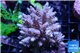 Acropora tenuis purple Indonesia 8-12 cm WYSIWYG acclimaté