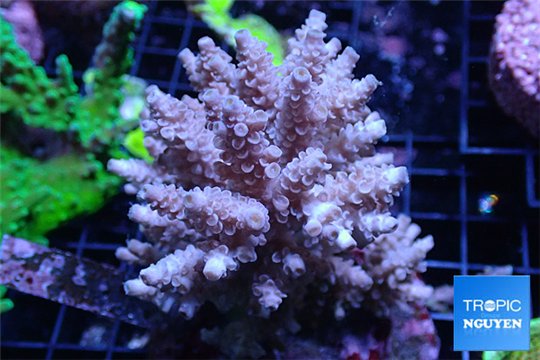 Acropora tenuis purple Indonesia 8-12 cm WYSIWYG acclimaté