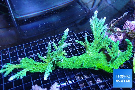 Acropora green ice mother colony 15-20 cm WYSIWYG acclimaté