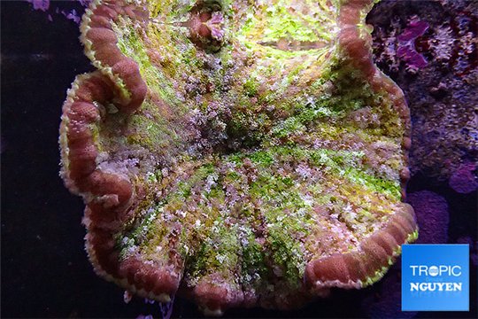 Cryptodendron adhaesivum rainbow (pizza anemone) 15-25 cm WYSIWYG acclimaté