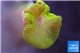 Stichodactyla neon green 6-10 cm WYSIWYG acclimaté